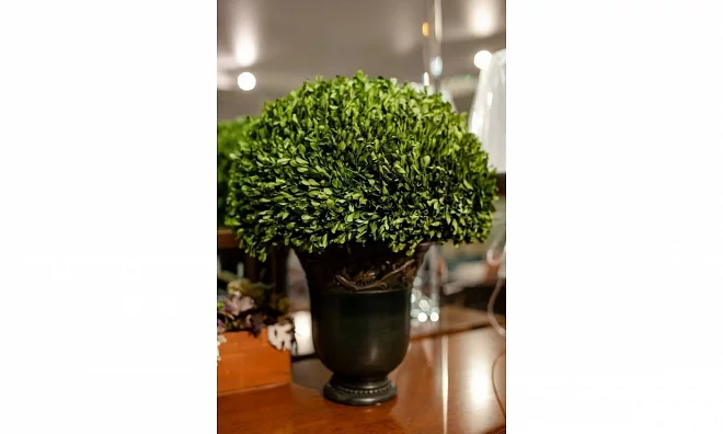 Цветы Uttermost Preserved Boxwood 60092